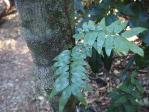 Fern .jpg